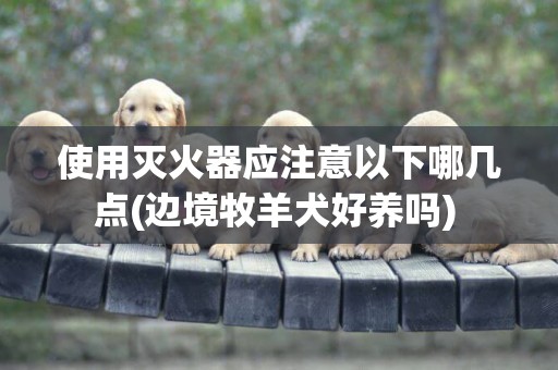 使用滅火器應注意以下哪幾點(邊境牧羊犬好養嗎) 