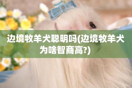 邊境牧羊犬聰明嗎(邊境牧羊犬為啥智商高?) 
