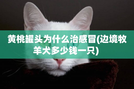 黃桃罐頭為什么治感冒(邊境牧羊犬多少錢一只) 