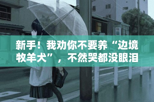 新手！我勸你不要養“邊境牧羊犬”，不然哭都沒眼淚 