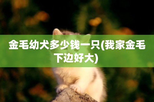 金毛幼犬多少錢一只(我家金毛下邊好大) 
