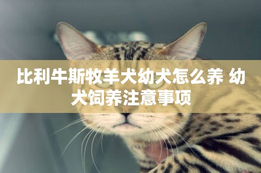 比利牛斯牧羊犬幼犬怎么養 幼犬飼養注意事項