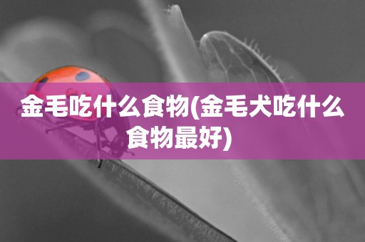 金毛吃什么食物(金毛犬吃什么食物最好) 