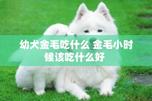 幼犬金毛吃什么 金毛小時候該吃什么好 