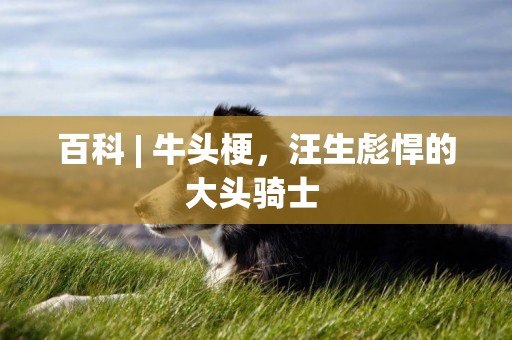 百科 | 牛頭梗，汪生彪悍的大頭騎士 