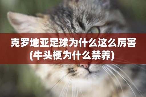 克羅地亞足球為什么這么厲害(牛頭梗為什么禁養) 