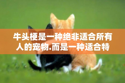 牛頭梗是一種絕非適合所有人的寵物.而是一種適合特殊人群的犬種 