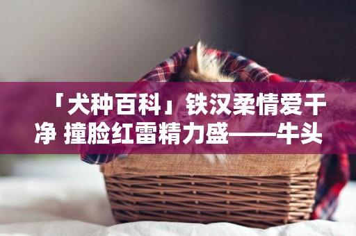 「犬種百科」鐵漢柔情愛干凈 撞臉紅雷精力盛——牛頭梗 