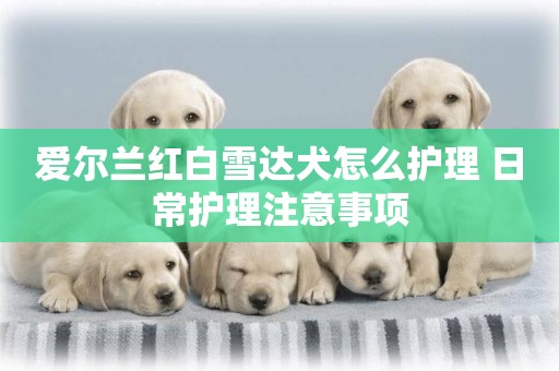 愛爾蘭紅白雪達犬怎么護理 日常護理注意事項