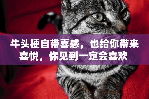 牛頭梗自帶喜感，也給你帶來喜悅，你見到一定會喜歡 