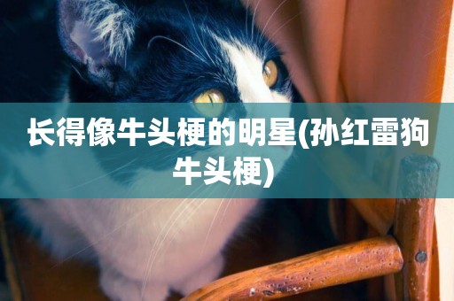 長得像牛頭梗的明星(孫紅雷狗牛頭梗) 