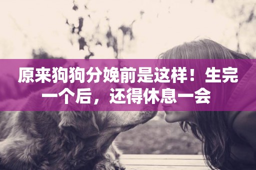 原來狗狗分娩前是這樣！生完一個后，還得休息一會 
