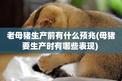 老母豬生產前有什么預兆(母豬要生產時有哪些表現) 