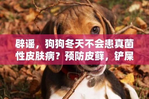 辟謠，狗狗冬天不會患真菌性皮膚病？預防皮蘚，鏟屎官需全年注意 