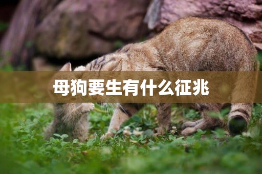 母狗要生有什么征兆