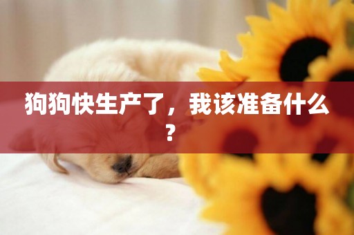 狗狗快生產了，我該準備什么？ 