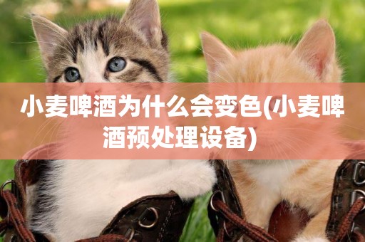 小麥啤酒為什么會變色(小麥啤酒預處理設備) 