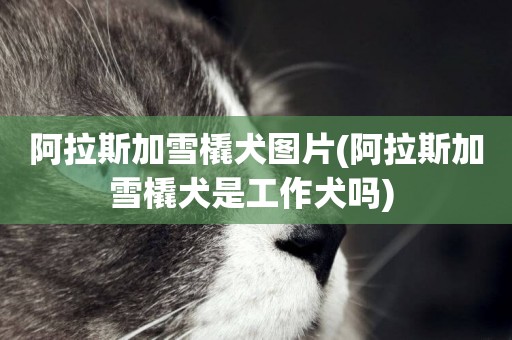 阿拉斯加雪橇犬圖片(阿拉斯加雪橇犬是工作犬嗎) 