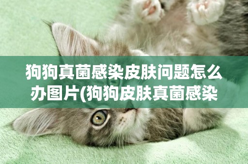 狗狗真菌感染皮膚問題怎么辦圖片(狗狗皮膚真菌感染了怎么辦) 