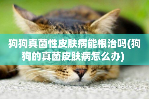 狗狗真菌性皮膚病能根治嗎(狗狗的真菌皮膚病怎么辦) 