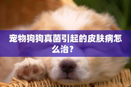 寵物狗狗真菌引起的皮膚病怎么治？ 
