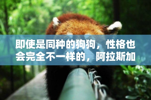 即使是同種的狗狗，性格也會完全不一樣的，阿拉斯加也一樣！ 