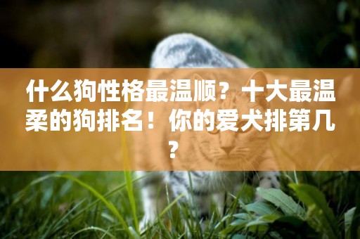 什么狗性格最溫順？十大最溫柔的狗排名！你的愛犬排第幾？ 