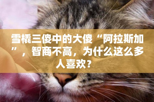 雪橇三傻中的大傻“阿拉斯加”，智商不高，為什么這么多人喜歡？ 