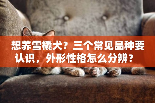 想養雪橇犬？三個常見品種要認識，外形性格怎么分辨？ 