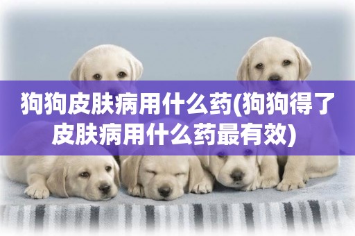 狗狗皮膚病用什么藥(狗狗得了皮膚病用什么藥最有效) 