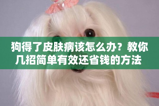 狗得了皮膚病該怎么辦？教你幾招簡單有效還省錢的方法 