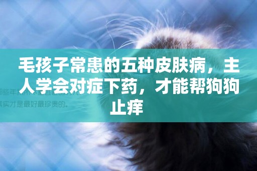 毛孩子常患的五種皮膚病，主人學會對癥下藥，才能幫狗狗止癢 