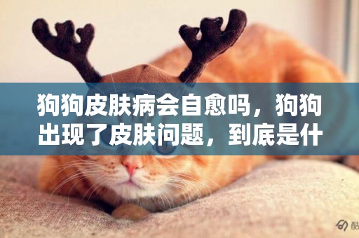 狗狗皮膚病會自愈嗎，狗狗出現了皮膚問題，到底是什么原因？ 