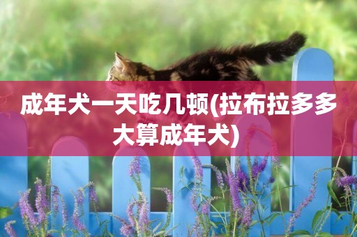 成年犬一天吃幾頓(拉布拉多多大算成年犬) 