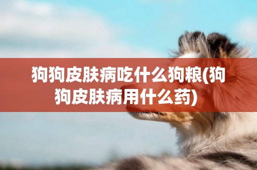 狗狗皮膚病吃什么狗糧(狗狗皮膚病用什么藥) 