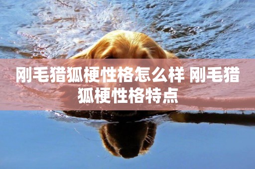 剛毛獵狐梗性格怎么樣 剛毛獵狐梗性格特點