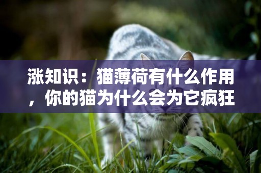 漲知識：貓薄荷有什么作用，你的貓為什么會為它瘋狂？ 