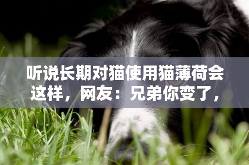 聽說長期對貓使用貓薄荷會這樣，網友：兄弟你變了，變得疲憊了 