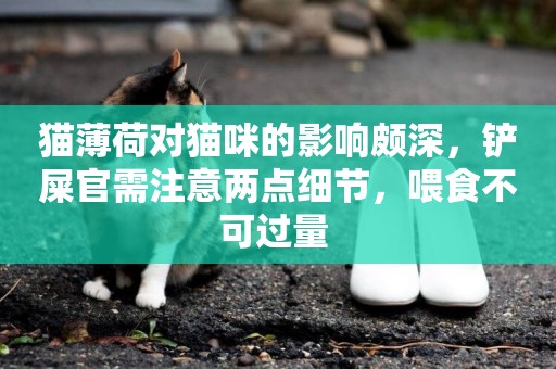 貓薄荷對貓咪的影響頗深，鏟屎官需注意兩點細節，喂食不可過量 
