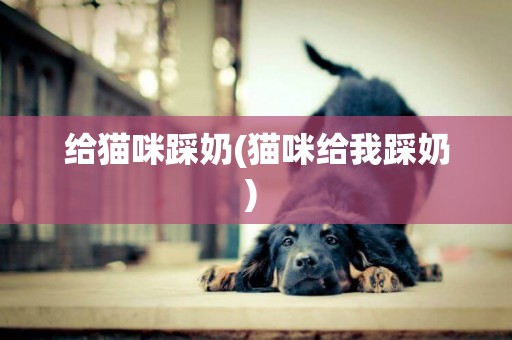 給貓咪踩奶(貓咪給我踩奶) 