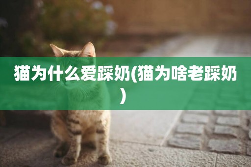 貓為什么愛踩奶(貓為啥老踩奶) 