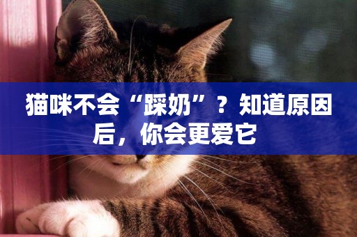 貓咪不會“踩奶”？知道原因后，你會更愛它 