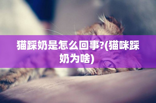 貓踩奶是怎么回事?(貓咪踩奶為啥) 