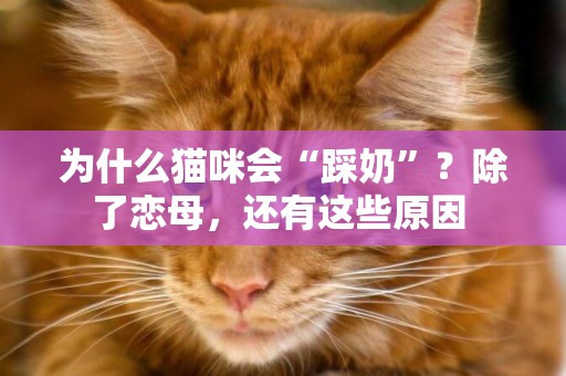 為什么貓咪會“踩奶”？除了戀母，還有這些原因 