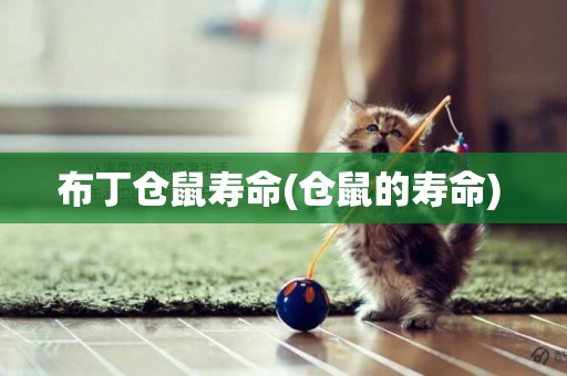 布丁倉鼠壽命(倉鼠的壽命) 