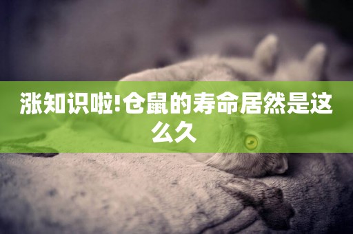 漲知識啦!倉鼠的壽命居然是這么久 