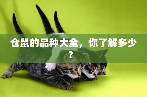 倉鼠的品種大全，你了解多少？ 