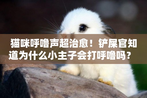 貓咪呼嚕聲超治愈！鏟屎官知道為什么小主子會打呼嚕嗎？ 