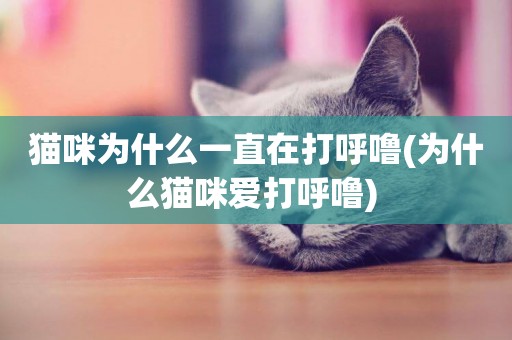 貓咪為什么一直在打呼嚕(為什么貓咪愛打呼嚕) 