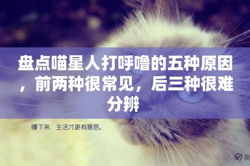 盤點喵星人打呼嚕的五種原因，前兩種很常見，后三種很難分辨 